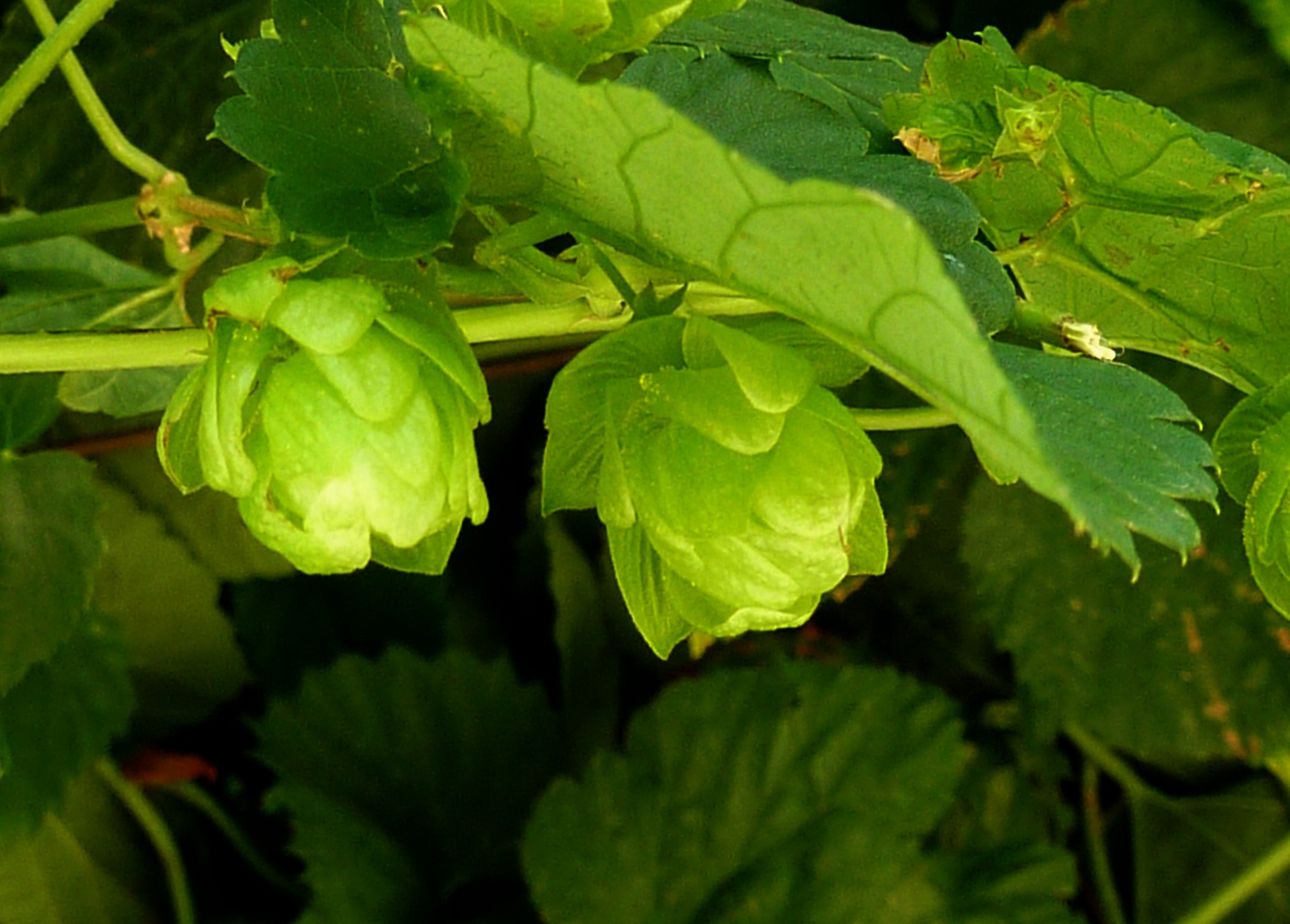 Hopfen